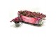 Gaultheria mucronata rood met kraag 