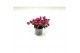 Gaultheria mucronata rood met kraag 