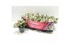 Gaultheria mucronata wit met kraag 