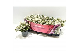 Gaultheria mucronata wit met kraag