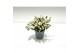 Gaultheria mucronata wit met kraag 