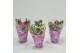 Gaultheria mucronata mixtray in hoes 