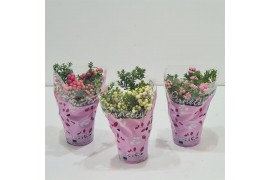 Gaultheria mucronata mixtray in hoes