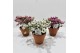 Gaultheria mucronata mix in terracotta 