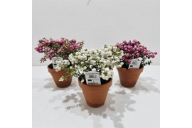Gaultheria mucronata mix in terracotta
