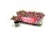 Gaultheria mucronata roze met kraag 