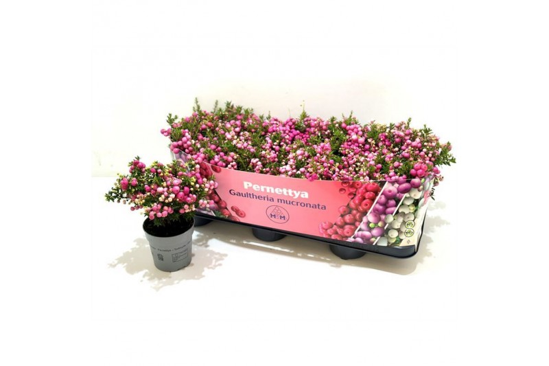 Gaultheria mucronata roze met kraag 