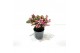 Gaultheria mucronata roze met kraag 