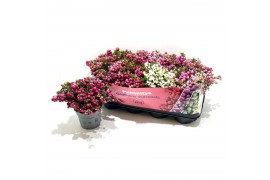 Gaultheria mucronata mixtray met kraag