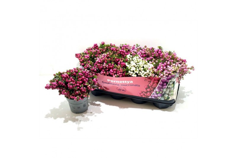 Gaultheria mucronata mixtray met kraag 
