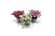 Gaultheria mucronata mixlaag 