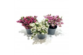 Gaultheria mucronata mixlaag