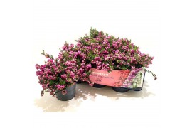 Gaultheria mucronata roze met kraag