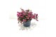 Gaultheria mucronata roze met kraag 