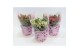Gaultheria mucronata mixlaag in hoes 