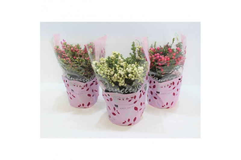 Gaultheria mucronata mixlaag in hoes 