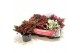 Gaultheria mucronata mixtray met kraag 