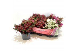 Gaultheria mucronata mixtray met kraag