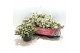 Gaultheria mucronata wit met kraag 