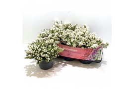 Gaultheria mucronata wit met kraag