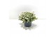 Gaultheria mucronata wit met kraag 