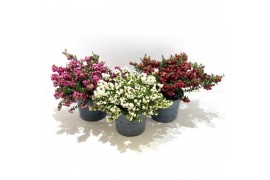 Gaultheria mucronata mixlaag