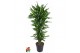 Dracaena fragrans cintho vertakt 