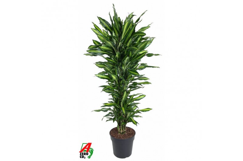Dracaena fragrans cintho vertakt 