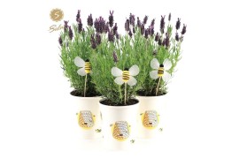Lavandula stoechas anouk in cup bee + bee bijsteker