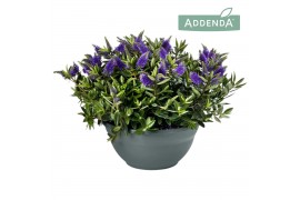 Hebe Addenda® Donna® Blue