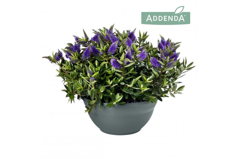 Hebe Addenda® Donna® Blue 