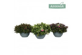 Hebe addenda mix donna in decoschaal mixlaag