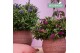 Hebe addenda mix donna in ton sur ton decoschaal mixlaag 