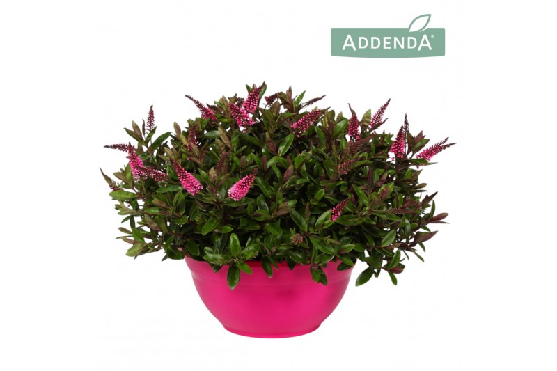 Hebe hebedonna elsa addenda in ton sur ton decoschaal 