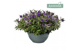 Hebe hebedonna anna addenda in decoschaal