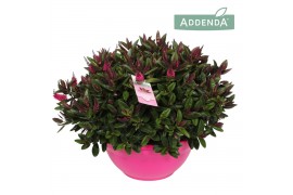 Hebe donna eva addenda in ton sur ton decoschaal