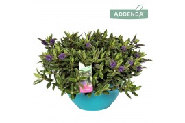 Hebe hebedonna britta addenda in ton sur ton decoschaal