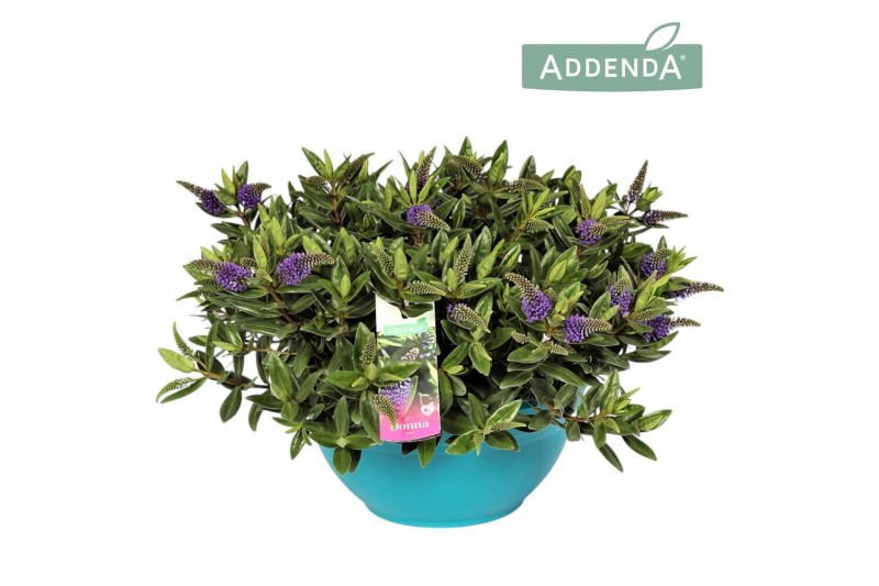 Hebe hebedonna britta addenda in ton sur ton decoschaal 