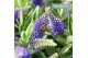 Hebe hebedonna britta addenda in ton sur ton decoschaal 