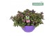 Hebe Addenda® Donna® Purple Ton Sur Ton 