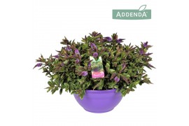 Hebe Addenda® Donna® Purple Ton Sur Ton