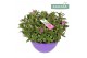 Hebe Addenda® Donna® Purple Ton Sur Ton 