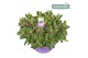 Hebe Addenda® Donna® Purple Ton Sur Ton 