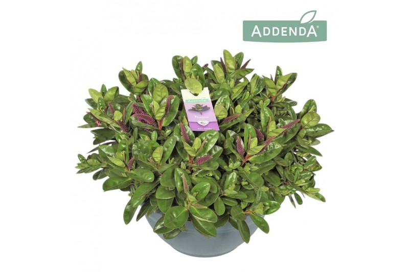 Hebe Hebe Addenda® Donna® Purple P33 