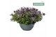 Hebe Hebe Addenda® Donna® Purple P33 