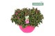 Hebe Addenda® Donna® - Schaal Pink - TonSurTon 