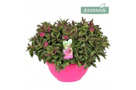 Hebe Addenda® Donna® - Schaal Pink - TonSurTon