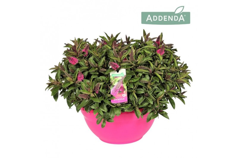Hebe Addenda® Donna® - Schaal Pink - TonSurTon 