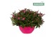 Hebe Addenda® Donna® - Schaal Pink - TonSurTon 