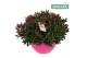 Hebe Addenda® Donna® - Schaal Pink - TonSurTon 